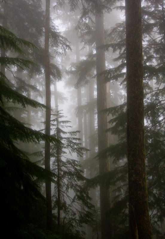 Trees In Mist